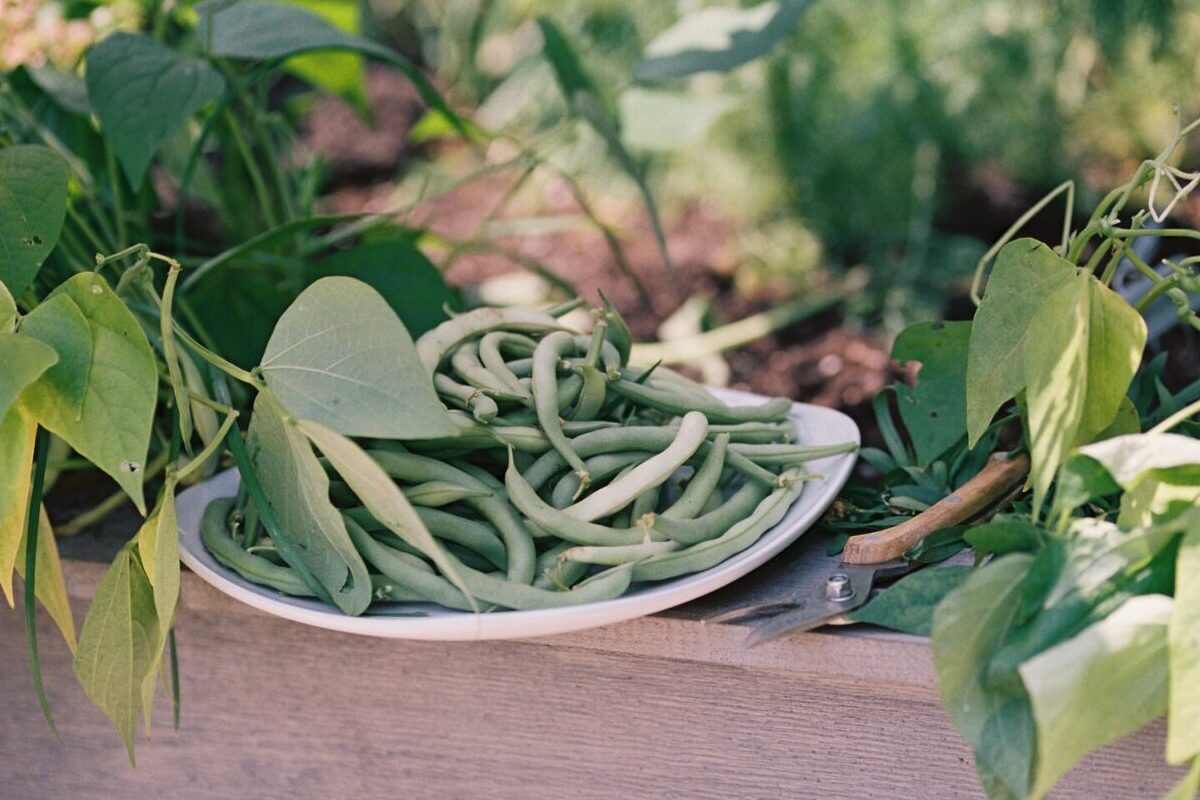 The Best Food Crops for Survival Gardening