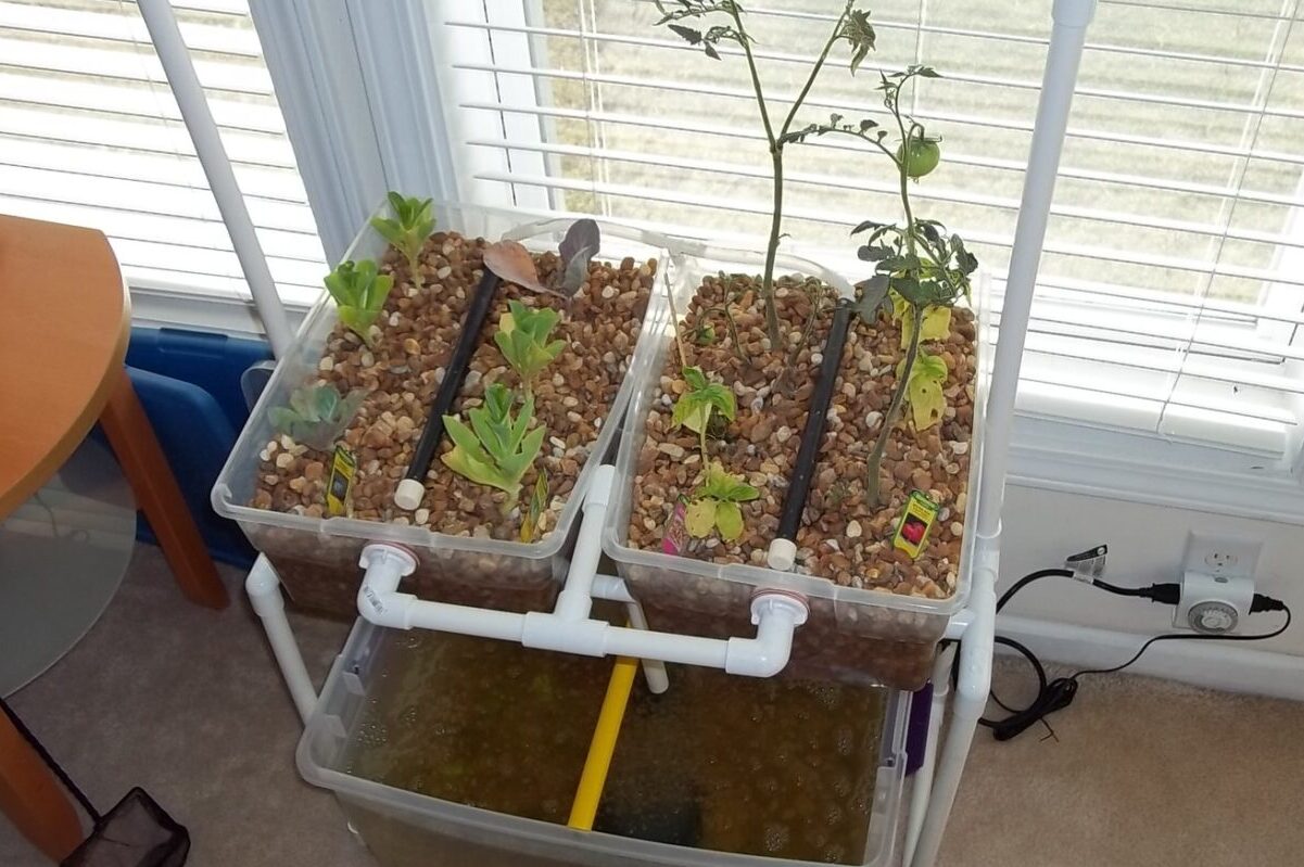 What You Need to Know About Aquaponics and Home Aquaponics System