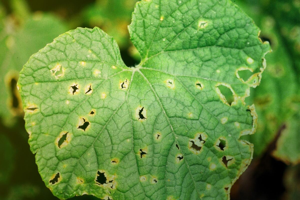 How to Treat Anthracnose Problems