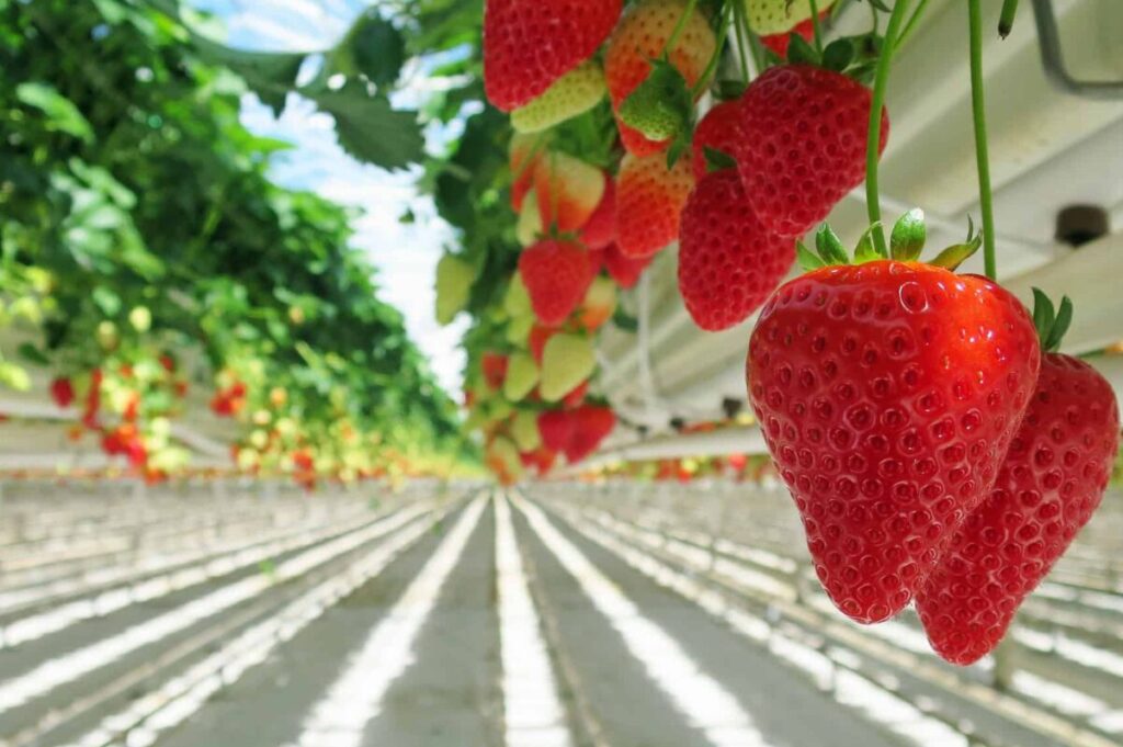 Can strawberries be grown in aquaponics Aquaponics Could Be The Food Of The Future