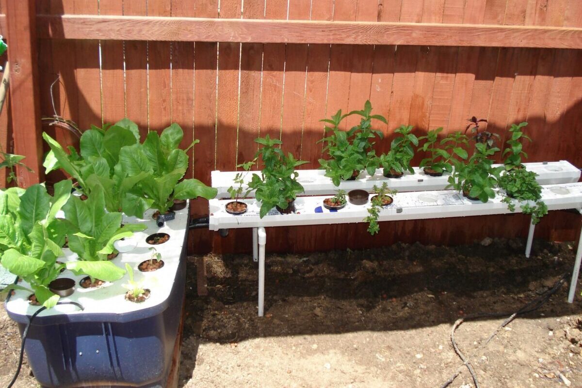 Effective Tips for Outdoor Hydroponics