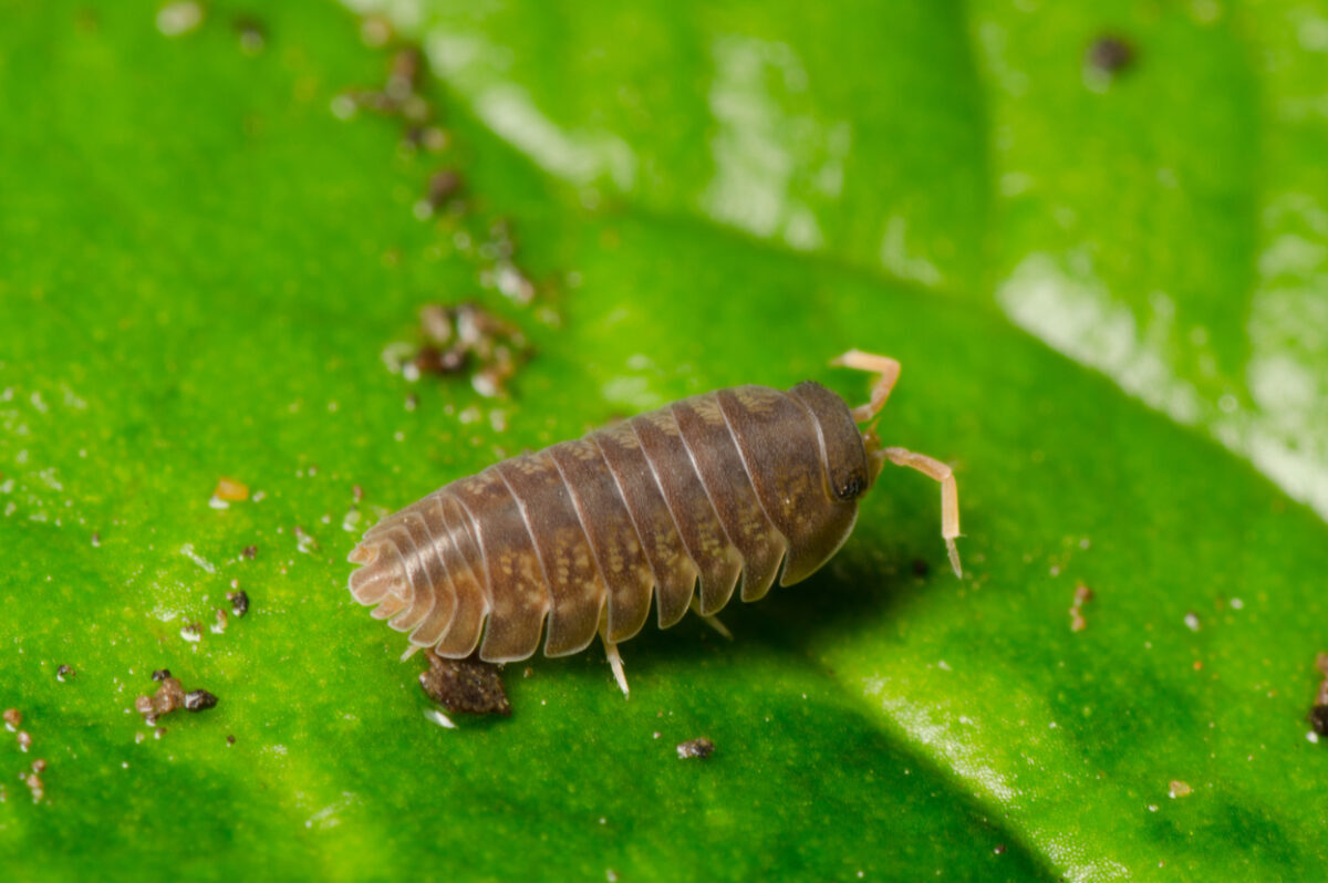 How Many Pill Bugs Are There